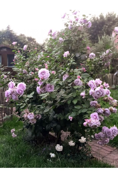 Раскидистый куст розы Novalis в саду